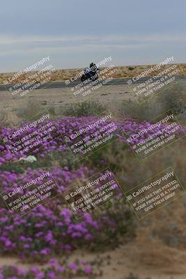 media/Jan-14-2023-SoCal Trackdays (Sat) [[497694156f]]/Turn 14 Exit Bloomig (145pm)/